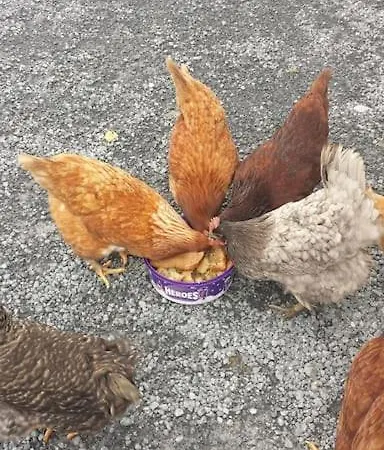 Peaceful Haven On The Wild Atlantic Way Apartman *